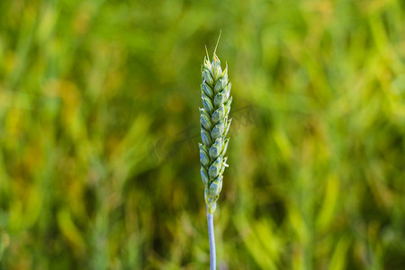 在绿色田野模糊的背景下，可以看到年轻的绿色小麦或大麦穗。