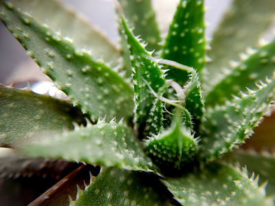 盆栽中芦荟绿的多汁植物