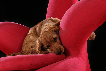 照片中的金毛小狗在红色椅子上睡觉和玩耍