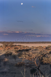 卡拉哈里沙漠的沙丘