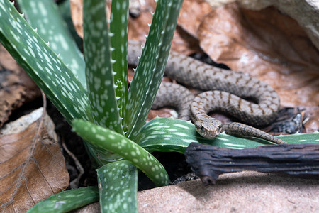 毒蛇摄影照片_Asp 毒蛇，Vipera aspis