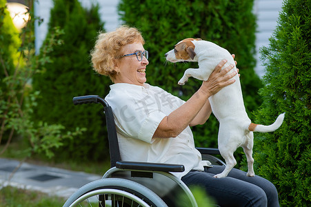 抱狗摄影照片_坐在轮椅上户外散步的白人老妇抱着一只杰克罗素梗犬。