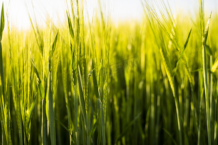 绿色未成熟大麦的耳朵。