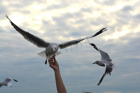 天空海鸥摄影照片_海鸥张开翅膀飞来吃手喂的噼啪声