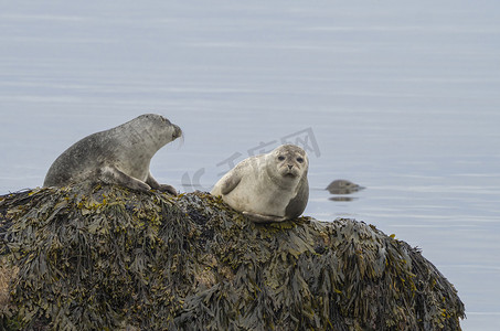 关闭海豹 (Phoca vitulina)，男性和女性坐在冰岛海草覆盖的岩石上，有选择的焦点，复制空间