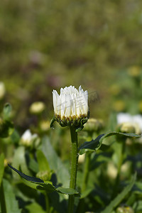 Shasta 雏菊 Snow Lady