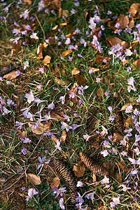 冷杉球果躺在紫色盛开的野花和落下的干叶之间的绿草上。