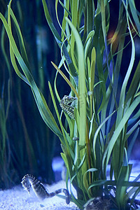 海底植物上的海马