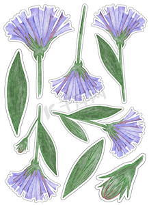 手绘花卉花卉摄影照片_手绘蓝色花朵贴纸包，绿色叶子在白色背景下被隔离。