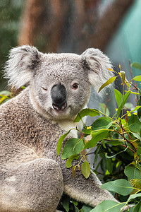 有趣的考拉动物在澳大利亚悉尼动物园对着镜头眨着可爱的眨眼。