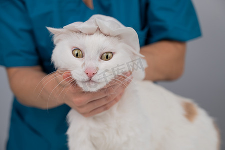 湿手套摄影照片_兽医用一次性湿手套清洗毛茸茸的白猫。