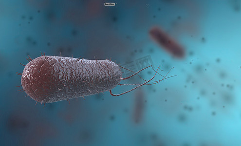 芽孢杆菌是一种革兰氏阳性菌，呈杆状或杆状形成孢子。