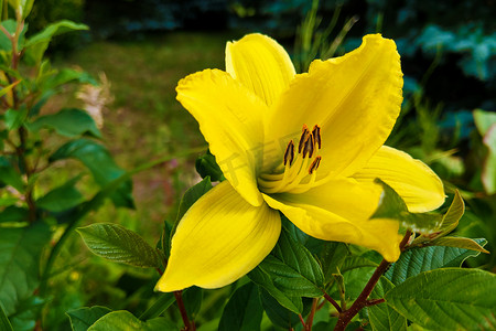 花园里的黄色百合花，大自然。