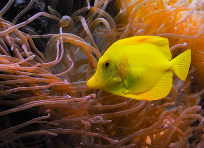 (Zebrasoma flavescens)，以海葵为背景的黄色鱼在海洋水族馆