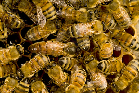蜂巢内的蜜蜂与蜂王