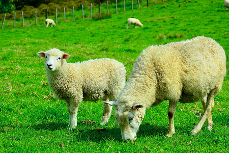 小羊摄影照片_一只春天的小羊和它的妈妈的画像。