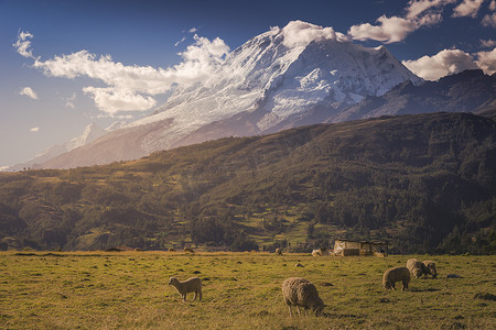 白雪皑皑的安第斯山脉日出时分，羊群和瓦斯卡兰在科迪勒拉布兰卡