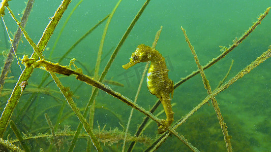 海草 Zostera 丛中的短吻海马 (Hippocampus hippocampus)。