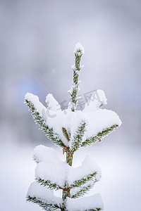 树枝在冬季覆盖着大雪