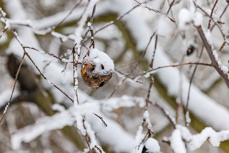 冬天树上有冰雪的烂苹果