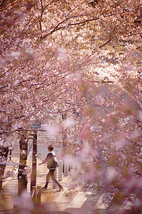中国吉野山摄影照片_漫步在樱花中的人们
