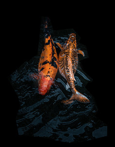 阳光明媚的日子里，五颜六色的锦鲤鱼或锦鲤鱼在鱼塘里游泳的细节，日本鱼种，许多五颜六色的图案。