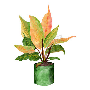 绿色手绘花藤摄影照片_橙色室内植物的蔓藤王子手绘水彩画，绿叶柔和的盆栽植物花，热带叶子，昂贵的品种。