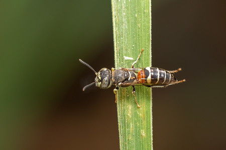 自然背景下绿叶上的小蜜蜂或矮蜂 (Apis florea) 的图像。
