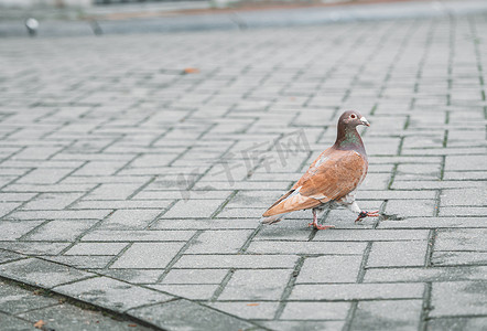 走在街道上的一只孤立棕色鸽子