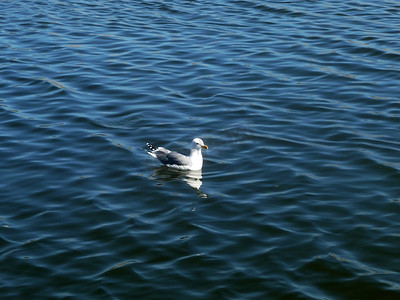 大海波浪海鸥摄影照片_海鸥在马斯帕洛马斯自然保护区