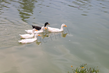 4 只白鸭和一只黑鸭在湖中游泳。