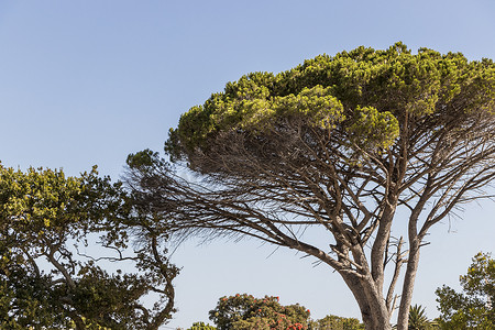 南非开普敦的非洲大树