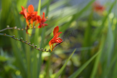 路西法摄影照片_Montbretia 路西法