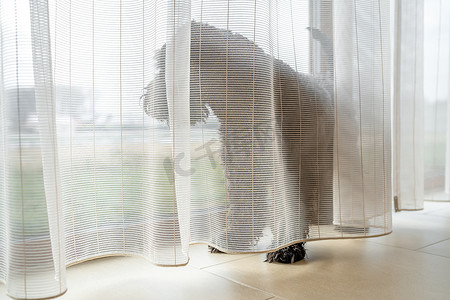 窗边的狗，屋子里挂着窗帘，小黑雪纳瑞