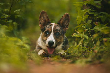 快乐的柯基犬小狗躺在森林的地上。