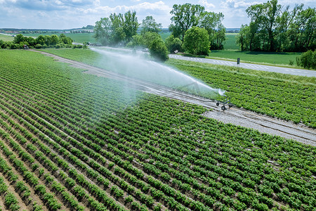 在田间浇灌马铃薯，现代农业蔬菜灌溉。