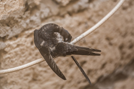 一只小燕子在家壳的背景下，抓着一根电线上的羽毛，特写