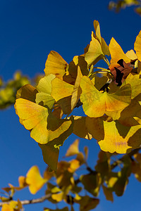 有秋天黄色叶子的银杏树分支