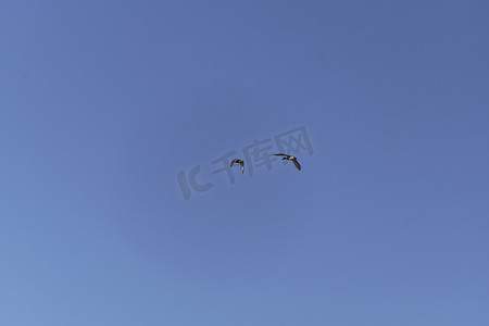 两只绿颈鸭在蓝天飞翔