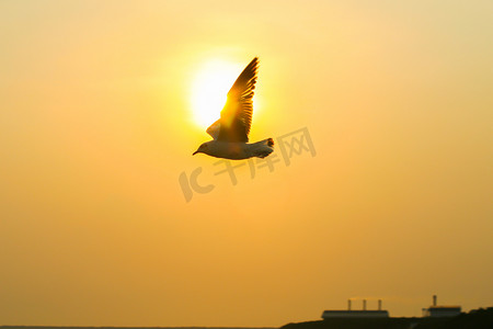 剪影鸟是自由飞翔与日落