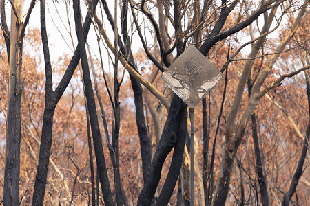 由于澳大利亚地区蓝山的丛林大火，一条被烧焦的桉树包围的道路上的标志被烧毁