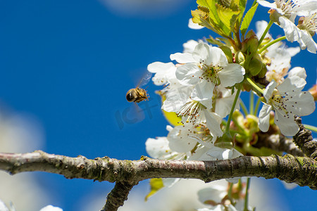 蜜蜂飞向樱花，在阳光明媚的日子里观看