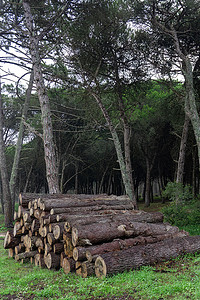 砍伐的针叶树树干堆放在森林里