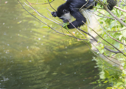 年幼的 Mantled guereza 猴子也叫 Colobus guereza 吃树叶，在水面上爬树枝，自然阳光，复制空间