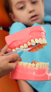 牙科教学摄影照片_儿科牙医使用骨骼模型展示正确的牙齿卫生