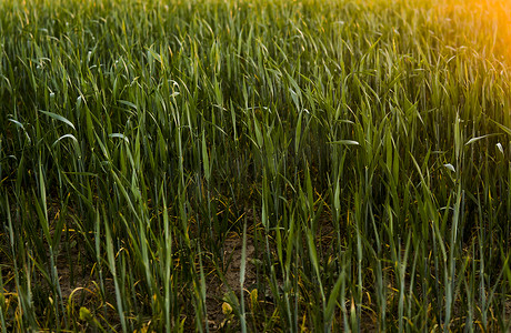 在春天日落的绿色发芽黑麦农田。