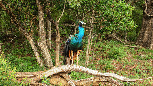 印度蓝孔雀 (Pavo cristatus) 坐在树枝上。