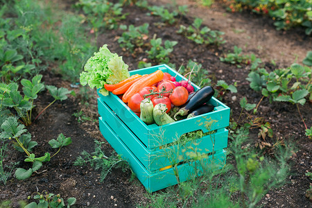 花园里户外新鲜农场蔬菜的木箱 — 收获和园艺