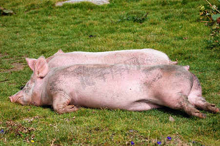 草地上休息的猪