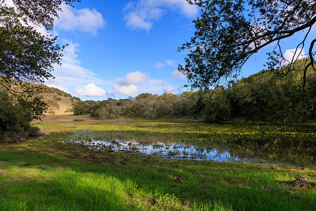 加州风景中树木环绕的沼泽池塘上方的淡云和蓝天
